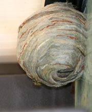 Allo Sos Guêpes image 11