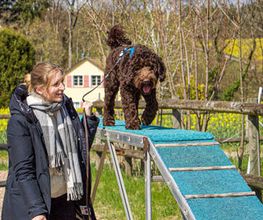 Hundeschule Guggisberg Bild 4