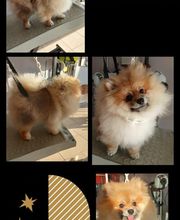 Hop les Poils image 4