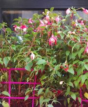 Floristería Manuela imagen 14