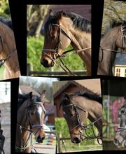 Les Ecuries Du Plessis Picard image 5