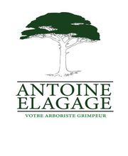 Antoine élagage image 5