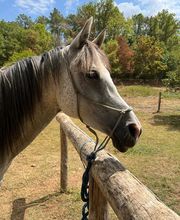 Ferme Equestre la Fontaine image 6