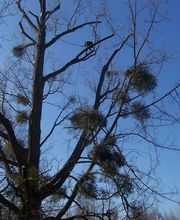 Nature Domestiquee image 16