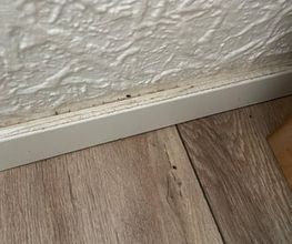 SafeHome Schädlingsbekämpfung Köln Bild 7