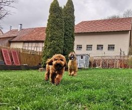 H.O.N.A.S - Mobile Hundeschule Bild 12