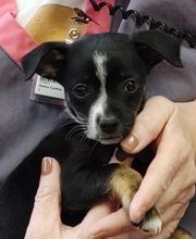 Cynthia A. Bolton, DDS image 7