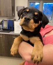 Nicholasville Road Animal Hospital image 17