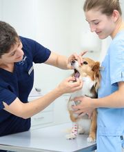 Kleintierpraxis Vivavet GmbH Bild 10