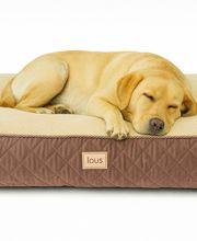 Schlafender Labrador auf Hundebett Kopie.png