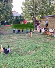 Poule à Dom ECO VERTU SOLUTIONS image 1