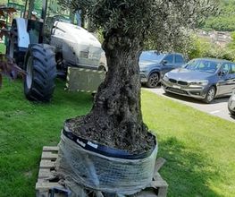 TICINO SPECIAL GARDEN SAGL Bild 7