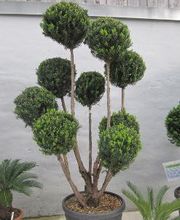 PALMENSTADL Bild 10