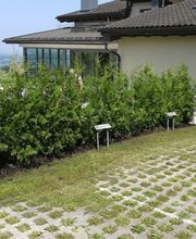 Mächi Hürlimann GmbH Bild 4