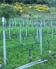 Biava Mattia - Giardiniere paesaggista Bild 3