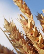 Appro-Vert SA image 1