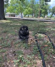 Pet's Choice Animal Hospital image 16