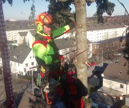 Arborista Baumdienst Baumpflege Baumfällung Baumarbeiten Bild 3