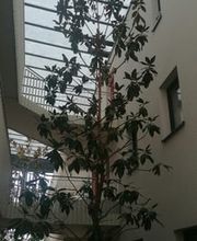 Baumflüsterer Hoffmann Bild 8