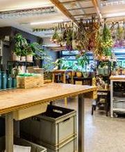 Linder Blumen am Bahnhofplatz in Aarau Bild 5