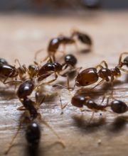 OPC Pest Services - Lake Barrington (Schopen) image 12