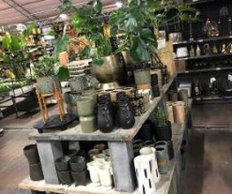Intratuin Winschoten afbeelding 2