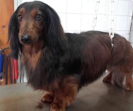 Animalook image 15