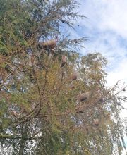 Protec Nuisibles image 14