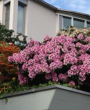 Strickler Blumen & Gärten AG Bild 5