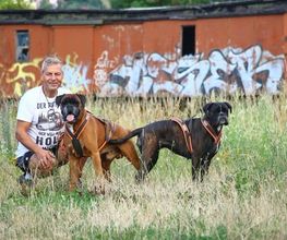 Boxerzwinger vom Wettiner Eck Bild 1