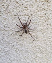 EnviroPest image 11