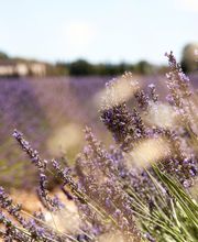 Domaine du Serre des Vignes image 2