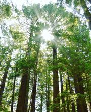 Treebreathe Sàrl Bild 3