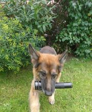 Hund bringt Gegenstände egal welcher Art.