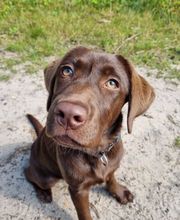 Mobile Hundeschule Speyer Bild 4