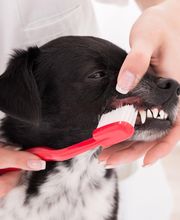 Veterinario Vet Sur Armeñime imagen 13