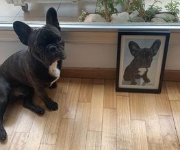 Cani Star image 1