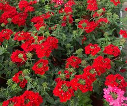 Galley fleurs Bild 2