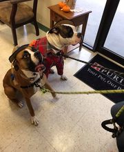 Saint Thomas Veterinary Center image 4