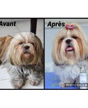 Au Look Canin image 14