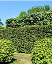 PAUL Elagage image 4