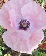 André Marie-Françoise image 1