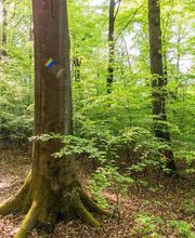 FriedWald Michelstadt im Odenwald Bild 19