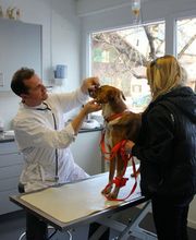 Tierärztliche Gemeinschaftspraxis Lindenmatte AG Bild 10