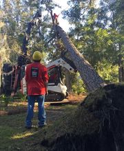 Southeast Tree image 11