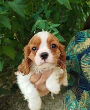 Manusset Sylvie image 13