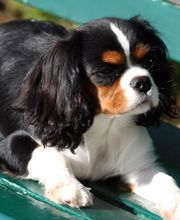 PIL POIL TOUTOU image 1