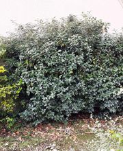 AlexJardin image 2