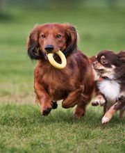 Reinado Canino imagen 16