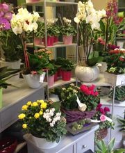 Pinot Fleurs EURL image 5